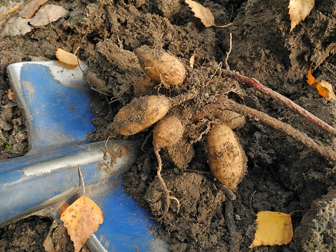 Dahlia tuber dug up from soil before winter for storage. Gardening and flower propagation.