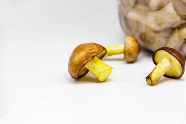 A small butter mushrooms isolated on white background