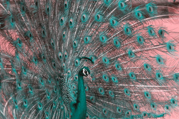nahaufnahme des afrikanischen pfau enden, ein großer und farbenfroher vogel. porträt von schönen pfau mit federn aus. - close up peacock animal head bird stock-fotos und bilder