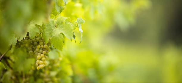 reife trauben auf dem weinbau im weinberg - vineyard california vine panoramic stock-fotos und bilder