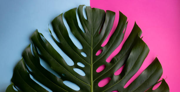 istock Large monstera leaf on a blue-pink background 1281959218