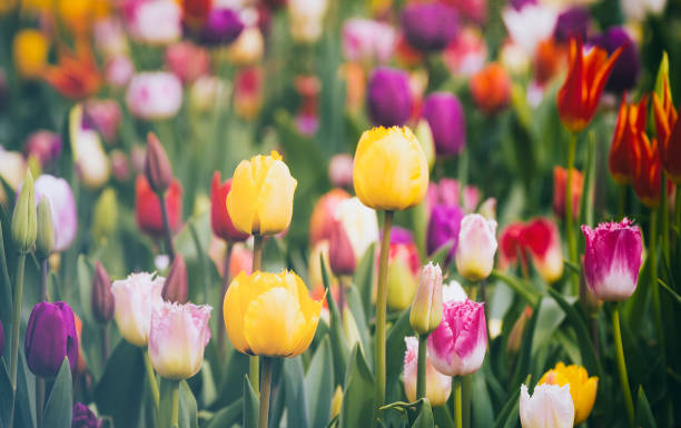 schöne helle bunte bunte gelb, weiß, rot, lila, rosa blühende tulpen auf einem großen blumenbeet im stadtgarten oder blumenfarm feld im frühling. frühling ostern blume hintergrund. - vibrant color purple botany nature stock-fotos und bilder