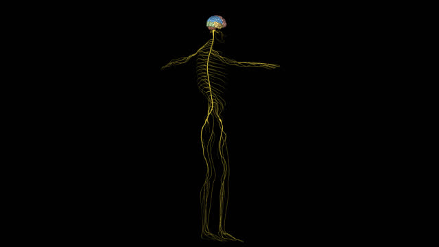 84 Sympathetic Nervous System Stock Videos and Royalty-Free Footage -  iStock | Autonomic nervous system, Central nervous system, Spinal cord