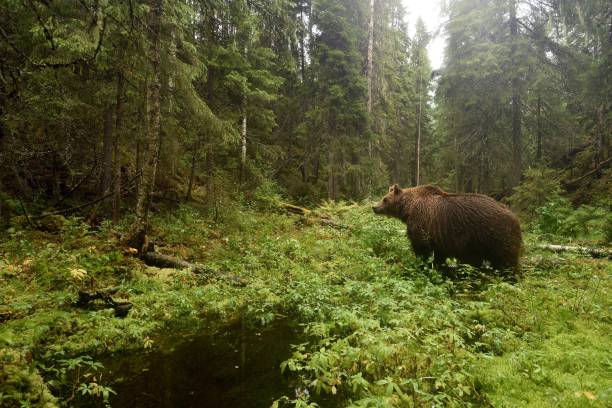istock Brown bear in the forest valley 1281959703