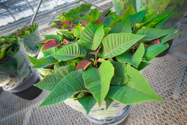 top de una planta joven de poinsettia - poinsettia flower potted plant plant fotografías e imágenes de stock