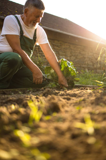 istock Senior gardener  harvesting carrots 1281960962