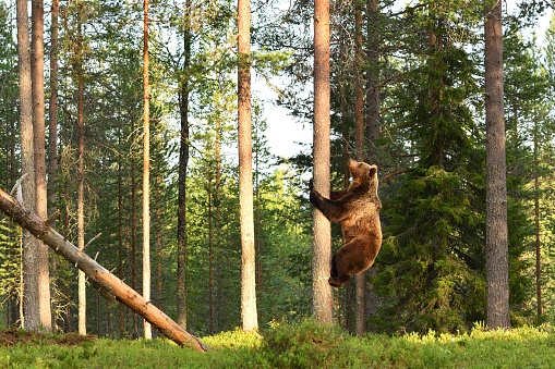 Brown bear climbing on tree in forest