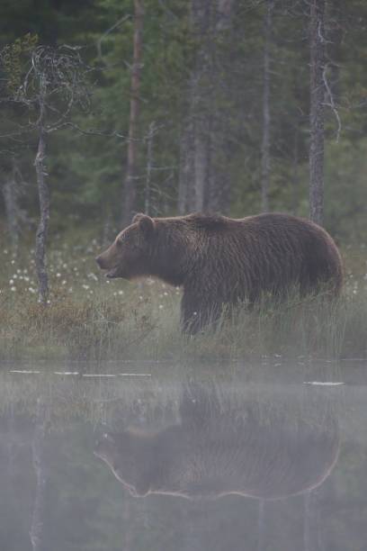 istock Brown bear in the mist. Bear at nighttime. Bear in summer. Bear reflection. 1281961493