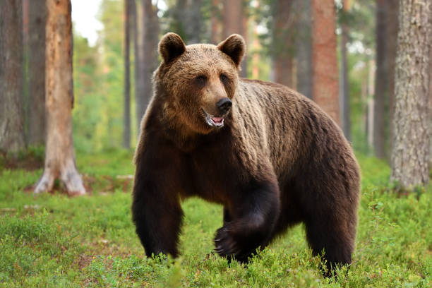 istock Brown bear (ursus arctos) in forest. Grizzly. 1281961495