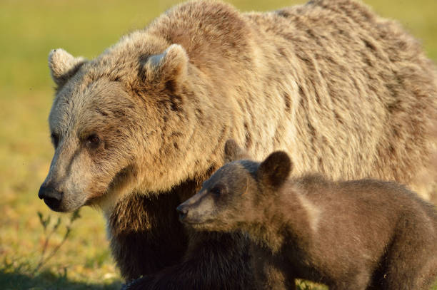 istock Brown bear with cub, North Karelia, Finland 1281961624