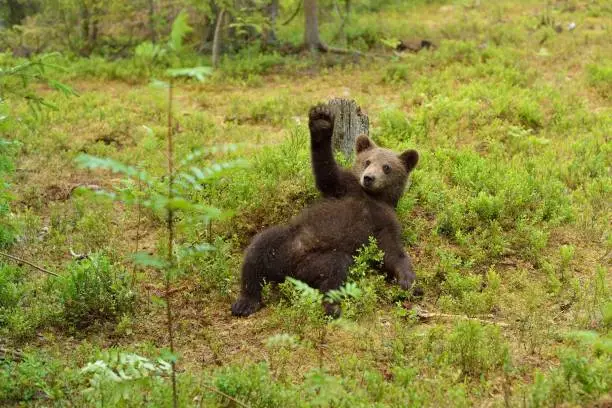 Photo of Brown bear cub waving