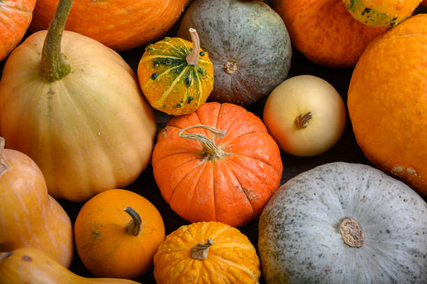 istock Autumn harvest colorful squashes and pumpkins in different varieties. 1281962744