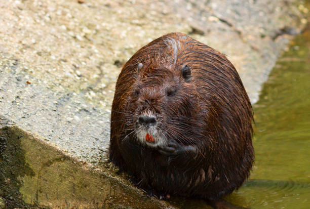 istock tranquil coypu at an animal park 1281962867