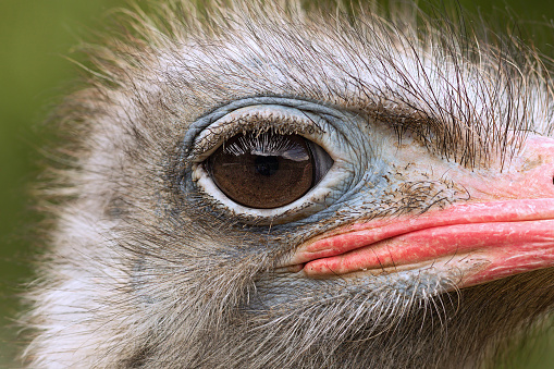 detail of common ostrich head (Struthio camelus)