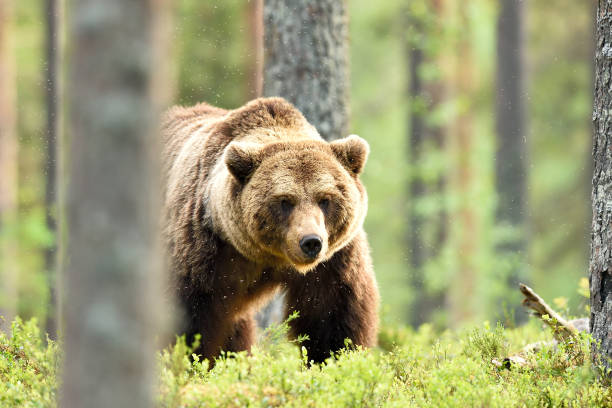 oso pardo poderosa pose en el bosque en verano - oso grizzly fotografías e imágenes de stock