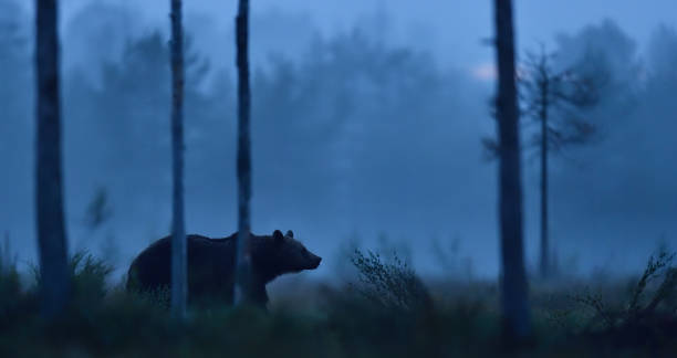 istock brown bear walking at nigh in the misty bog 1281962975