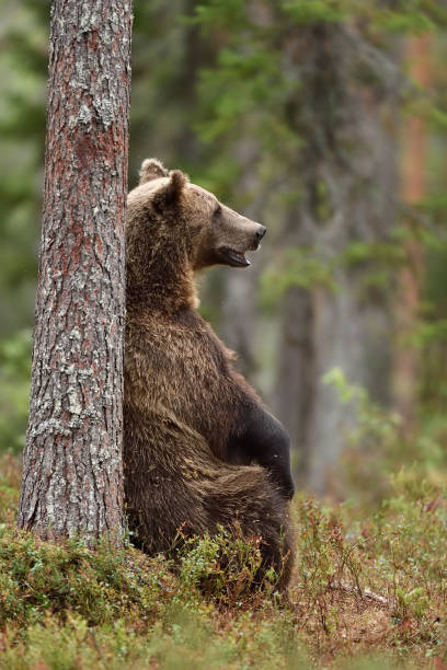 istock male brown bear sitting against a tree in forest at summer 1281963032