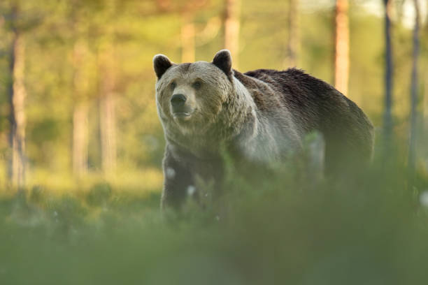 istock brown bear in the forest scenery at summer 1281963097