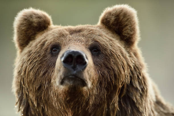 istock Brown bear face, portrait. Bear head closeup. 1281963259