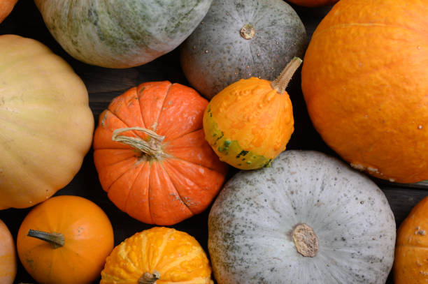 istock Autumn harvest colorful squashes and pumpkins in different varieties. 1281964019