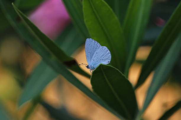 Macro shot of a holly blue (celastrina argiolus) butterfly perched on a leaf