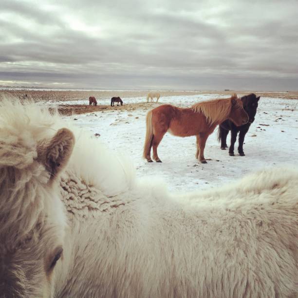 Icelandic ponies in Reykjavik against cold winter sky.