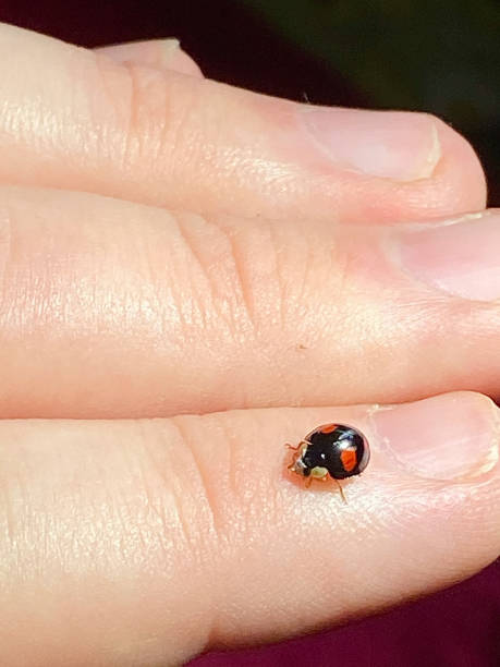 istock A ladybug/ladybird on a human finger (Coccinellidae) 1281965088