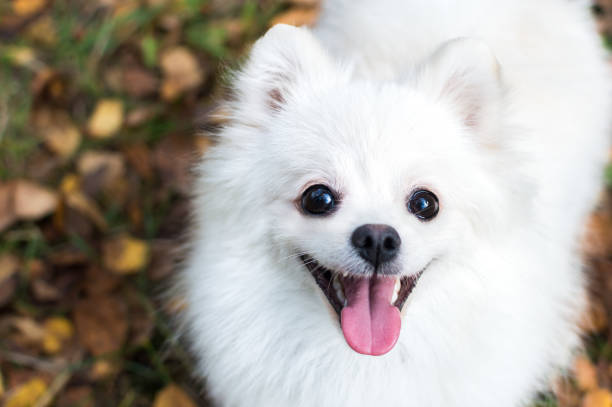 istock White and brown spitz sit in yellow autumn foliage 1281965437