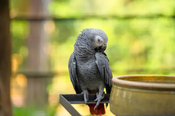 Photo of A gray parrot redtail jako cleans feathers near a feeding trough. Psittacus erithacus