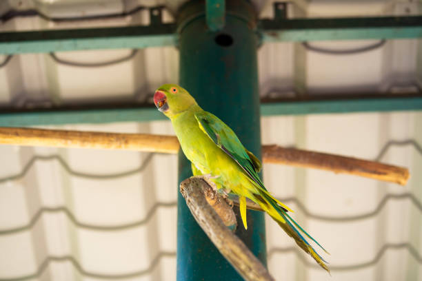 istock Tropical green parrot with a red beak. 1281965623