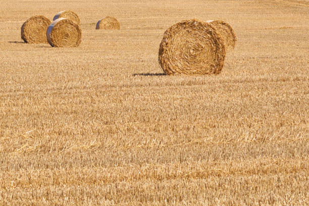 Big bales in field stock photo