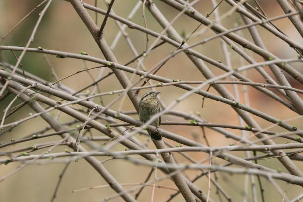 istock Jynx torquilla bird on a tree branch 1281965652