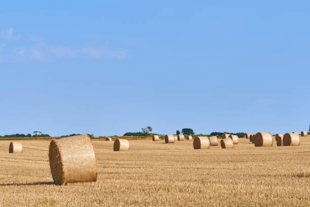 Big bales in Field stock photo