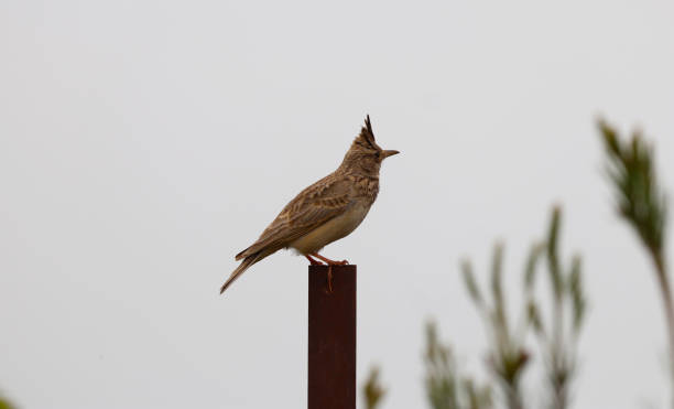 istock Cristata bird in gallery standing on metal iron 1281966196