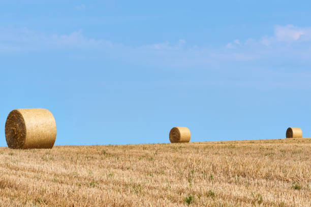 Big bales on harvest field stock photo