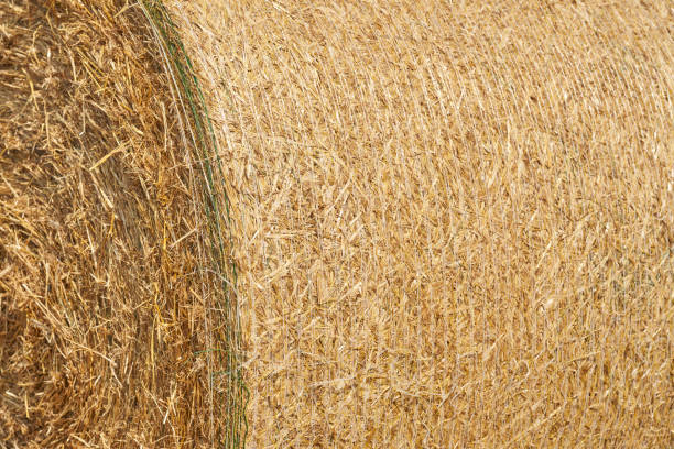 Hay bale (Big bale close up) stock photo