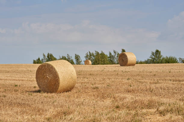 Harvest Bales stock photo