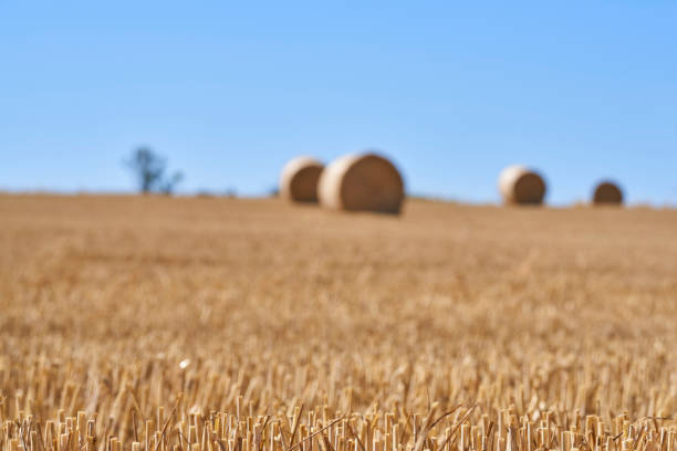 Harvest Hay Bales stock photo