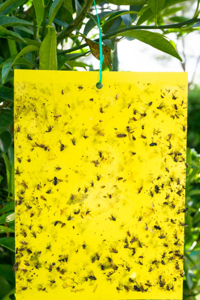 istock A yellow sticky plate made of durable, recyclable plastic with glue on both sides 1281966820