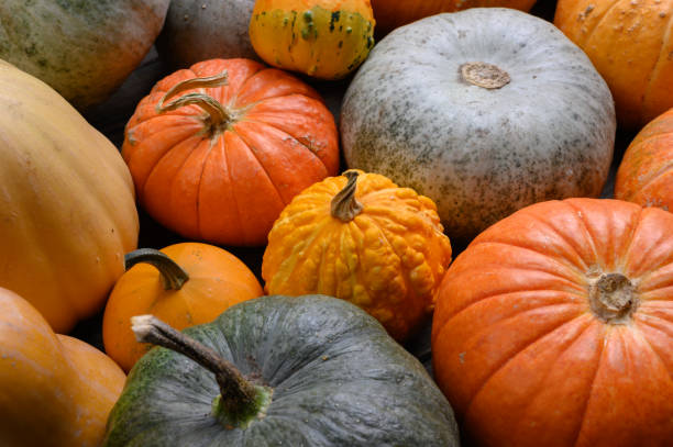 istock Autumn harvest colorful squashes and pumpkins in different varieties. 1281967740
