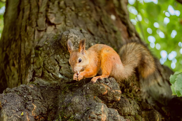 istock squirrel eat nuts on a tree in a park in autumn 1281967862