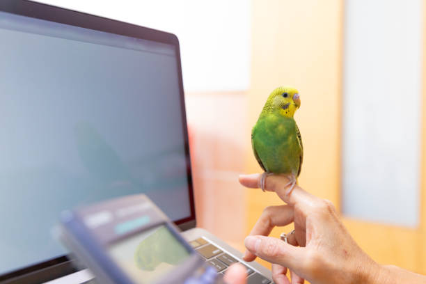 istock Woking at home with pet 1281968042