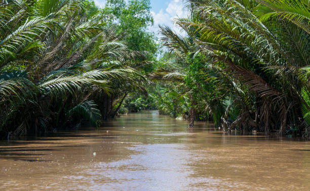 istock Backwater Mekong Delta in Vietnam 1281968289