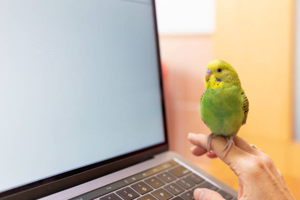 istock Woking at home with pet 1281968894