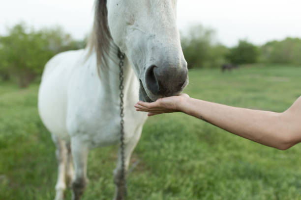 istock Hand feeding a white horse. Horse nose close-up 1281969255