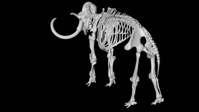 Skeleton mammoth elephant gyrating on black background