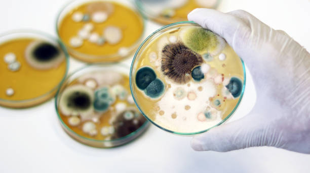 istock Malt Extract Agar in Petri dish using for growth media to isolate and cultivate yeasts, molds and fungal testing from clinical samples, hold in scientist hand in medical health laboratory. 1281970183