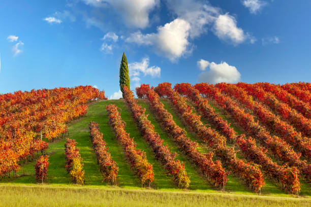 feuillage 2020 dans lambrusco grasparossa vineyard - castelvetro di modena - italie - lambrusco photos et images de collection