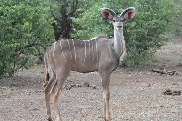 istock Kudu at Northern Tuli Region, Botswana 1281971887