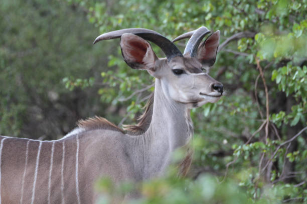 istock Kudu at Northern Tuli Region, Botswana 1281971915